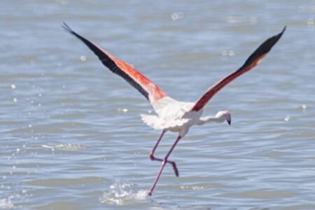 درمان و رهاسازی فلامینگوی آسیب‌دیده در سیرجان