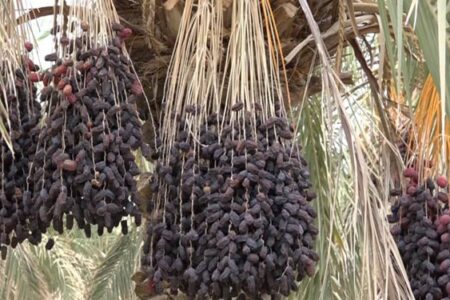 خسارت خشکیدگی خوشه‌های خرما به کشاورزی شرق کرمان