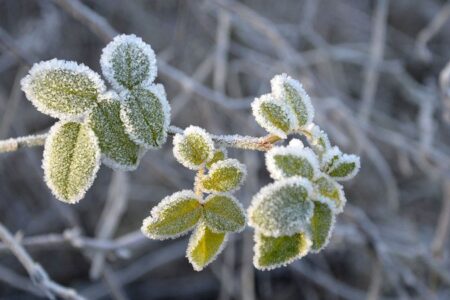 ورود سامانه بارشی جدید به کرمان/ احتمال سرمازدگی محصولات کشاورزی