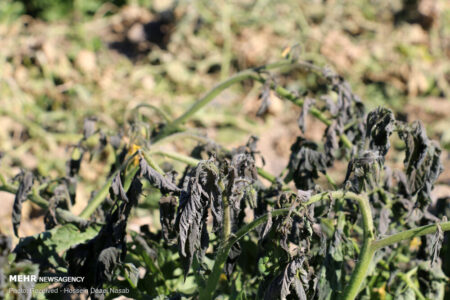 خسارت شدید سرمازدگی به کشاورزان در کهنوج