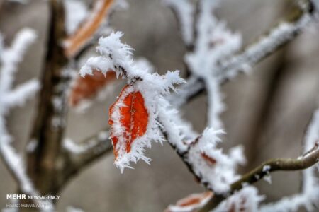 احتمال سرمازدگی محصولات کشاورزی جنوب کرمان