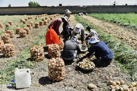 ۷۰۰ هزار تن پیاز برداشت و روانه بازار داخلی می شود
