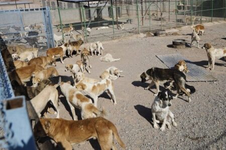 بازتاب گزارش فارس/ شر کمپ سگ‌های ولگرد از سر روستاییان سعادت‌آباد کرمان کم شد