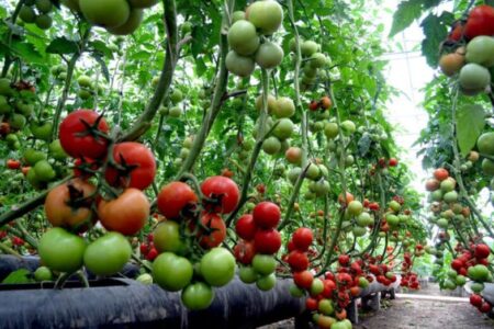 در نشست بخش دولتی و خصوصی با محوریت بررسی مشکلات کشاورزی استان کرمان چه گذشت؟