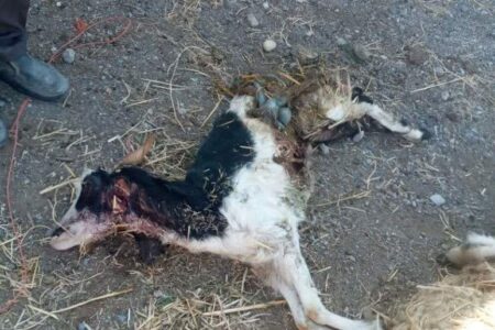 در خطر افتادن امنیت مردم شهداد با حمله حیوانی ناشناس