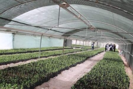 تولید نهال پسته با تکنولوژی انکپسولاسیون در دانشگاه‌ ولی‌عصر (عج) رفسنجان+ عکس