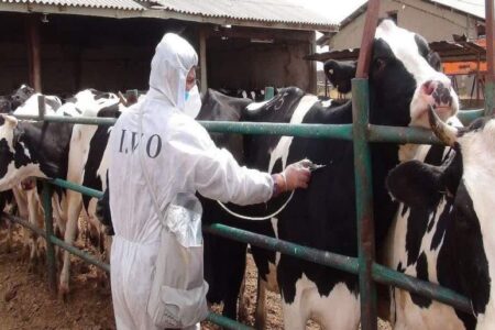 آغاز واکسیناسیون بیش از ۶۸ هزار دام در فهرج