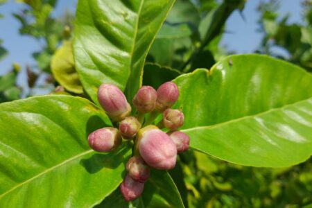 جلوه‌های هزار رنگ بهار در طبیعت شهرستان منوجان