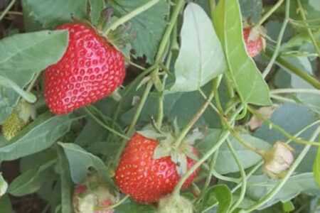 توت فرنگی‌های نوبرانه جنوب کرمان به بازار آمد