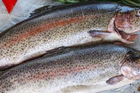 هشدار رئیس شبکه دامپزشکی رفسنجان در خصوص خرید ماهی از خودروهای سیار