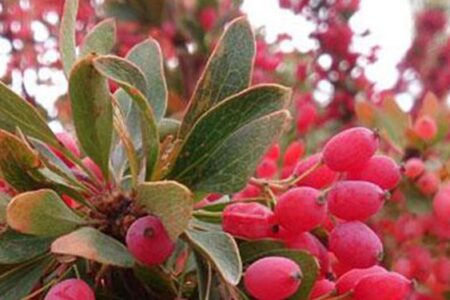 یاقوت سرخ و تحول اقتصاد در کوهبنان