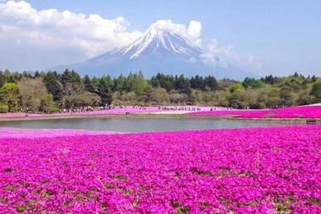 حلقه گمشده پیشرفت  شهری که بوی گل می‌دهد