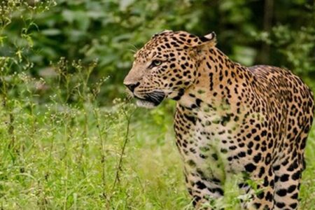 حمله پلنگ به یک روستایی در قلعه‌گنج