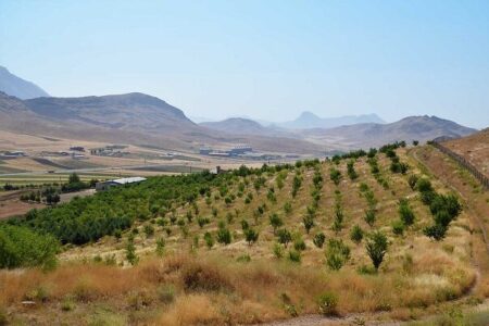 ۲۰ هزار اصله نهال در جنوب کرمان غرس شد