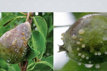 طرح مبارزه با بیماری آتشک درختان میوه در شهرستان بردسیر آغاز شد