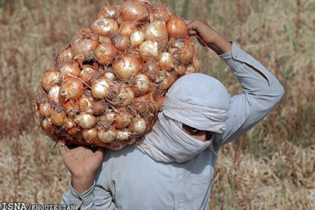 پیازکاران جنوب کرمان نسبت به عرضه به موقع محصول خود اقدام کنند