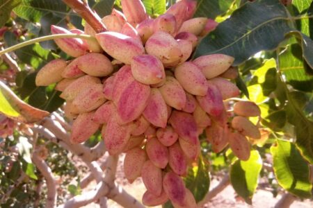 ارزآوری ۴۲۰ میلیون دلاری پسته رفسنجان در سال جاری