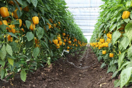 آغاز صادرات فلفل گلخانه‌های جنوب کرمان به کشورهای اروپایی و آسیایی