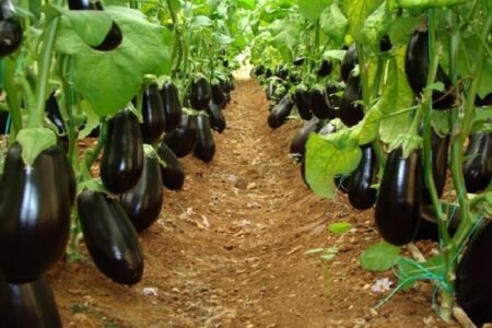 آغاز برداشت نوبرانه‌های گلخانه‌ای و جالیزی در  عنبرآباد 