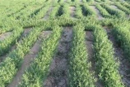 جشنواره ترخون در منطقه گلباف کرمان/فیلم