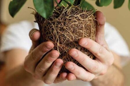 کودهای زیستی بر پایه دانش‌بنیان تولید کرده‌ایم