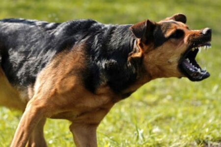 حمله سگ‌های ولگرد دختربچه رفسنجانی را راهی بیمارستان کرد