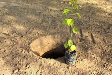 بیش از ۱۱ هزار نهال طی هفته مقاومت در جنوب کرمان غرس می‌شود