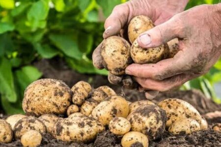 آغاز برداشت سیب زمینی طرح استمرار در جنوب کرمان