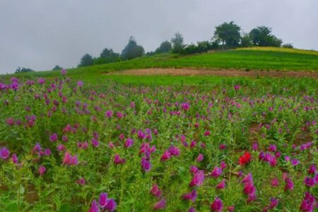 ‍ احیای رویشگاه‌های گیاهان دارویی و مرتعی در سطح بیش از ۴۳۰۰ هکتار از مراتع جنوب کرمان