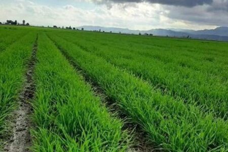 بیش از ۱۰۰۰ هکتار از مزارع عنبرآباد زیر کشت گندم قرار گرفت