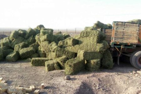 علوفه در زیستگاه جبیر شهرستان فاریاب توزیع شد