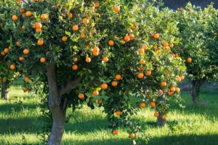 از روند تکمیل زنجیره تولید مرغ تا میوه شب عید