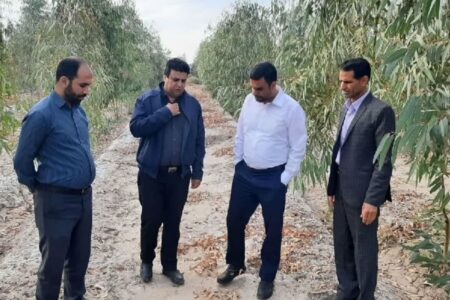 زراعت چوب از نظر اقتصادی جایگزین مناسبی برای کشت های سنتی است