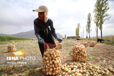 نیمی از پیاز موردنیاز کشور در جنوب کرمان تولید می‌شود