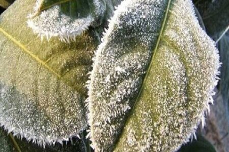 خسارت سرما در کمین محصولات کشاورزی کرمان؛ هشدار زرد صادر شد