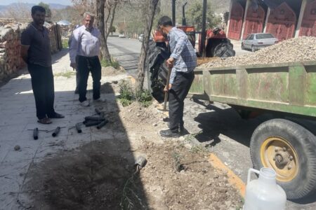 درختان زیتون در جبالبارز جایگزین درختان جنگلی می شوند