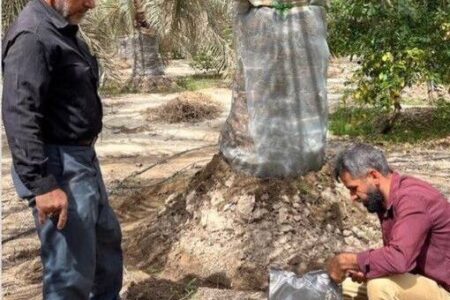 آفت سرخرطومی حنایی همچنان دردسر ادامه‌دار نخلداران جنوب کرمان