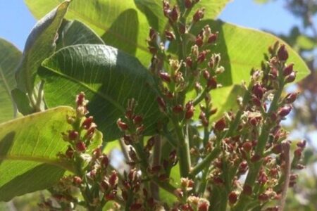 آماده‌باش رفسنجان برای مقابله با سرمازدگی بهاره درختان پسته
