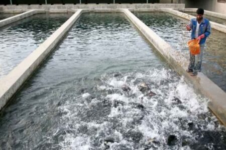 آغاز فعالیت مرکز بزرگ تکثیر ماهیان گرمابی در شهرستان عنبرآباد