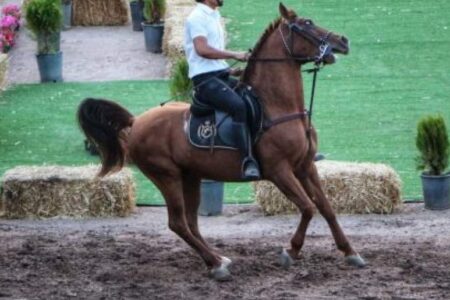 دورهمی اسب‌های ایران در پایتخت پسته جهان