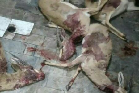 شکارچیان غیرمجاز در منطقه حفاظت‌شده دستگیر شدند