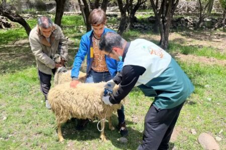 اردوی جهادی دامپزشکی در روستای راویز رفسنجان برگزار شد