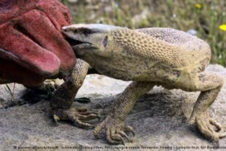 رهاسازی بزمجه بنگالی در قلعه گنج