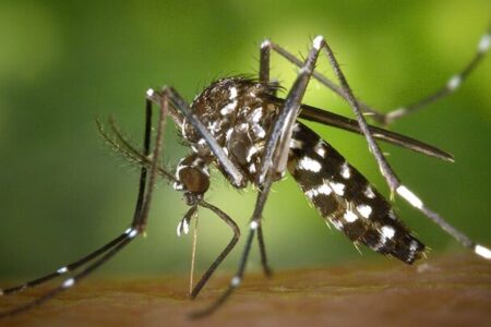 ورود تب دنگی به جنوب کشور/ علائم تب استخوان‌شکن را بشناسید