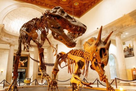 بازدید مجازی از موزۀ تاریخ طبیعی!