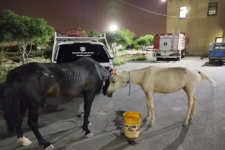 مهار اسب های سرگردان توسط آتش نشانان