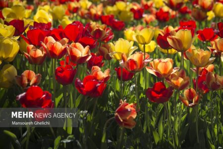 استقبال شهروندان از برگزاری جشنواره لاله‌ها در باغ ایرانی