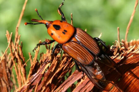 باغداران باید هر ماه دو مرتبه باغ خود را پایش کنند