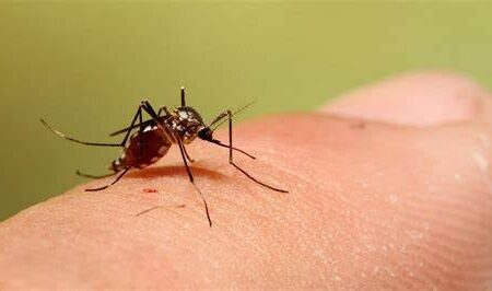 «تب دنگی» به اندازه کرونا گسترش نخواهد یافت/ با رعایت بهداشت محیط می‌توان بیماری را کنترل کرد
