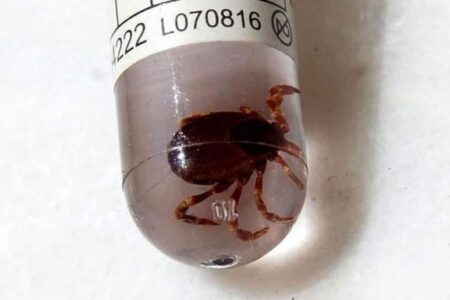 تب خونریزی‌دهنده کریمه کنگو بیماری بومی کرمان